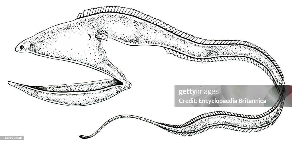 Gulper Eel