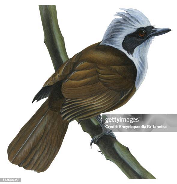White Crested Laughing Thrush, White Crested Laughing Thrush .