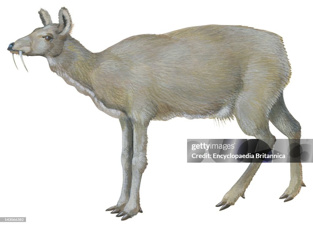 Musk Deer
