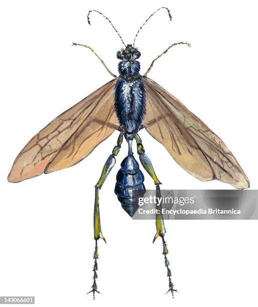 Blue Mud Dauber, Blue Mud Dauber .