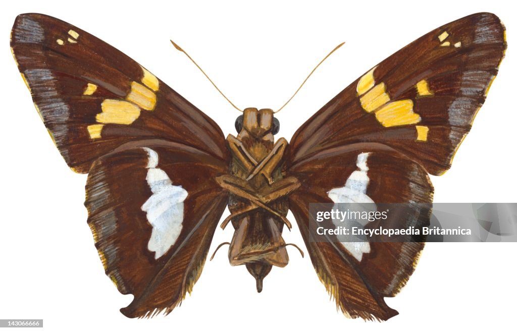 Silverspotted Skipper