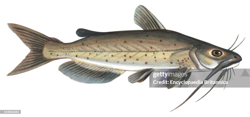 Channel Catfish