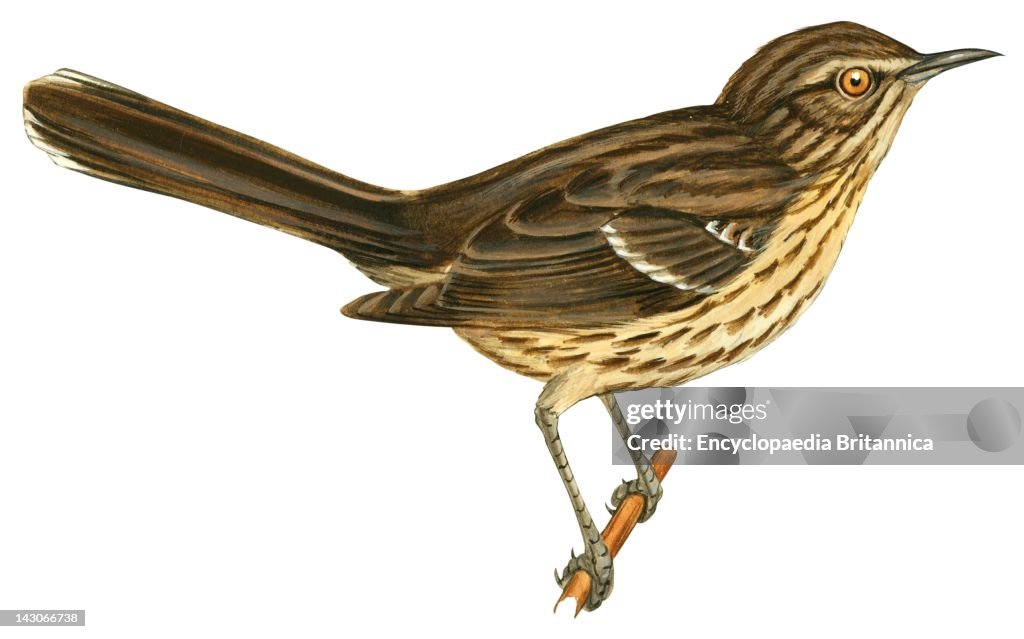 Sage Thrasher