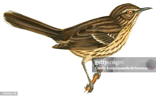 Sage Thrasher, News Photo