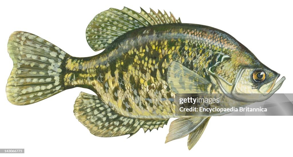 Black Crappie