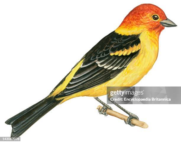 Western Tanager, Western Tanager .