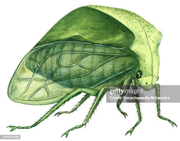 Treehopper Cow 417 Horned Treehopper Stock Photos, High-Res Pictures, and Images ...