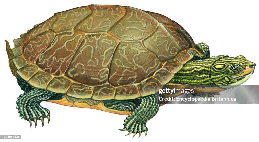 Common Map Turtle, Common Map Turtle . News Photo - Getty Images