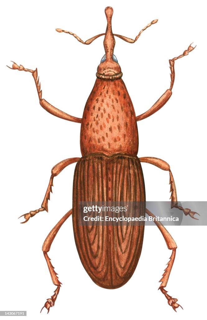 Granary Weevil