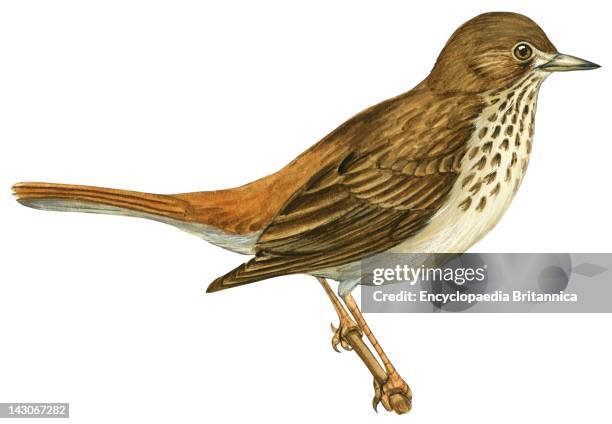 14 Vermont State Bird Stock Photos, High-Res Pictures, and Images ...