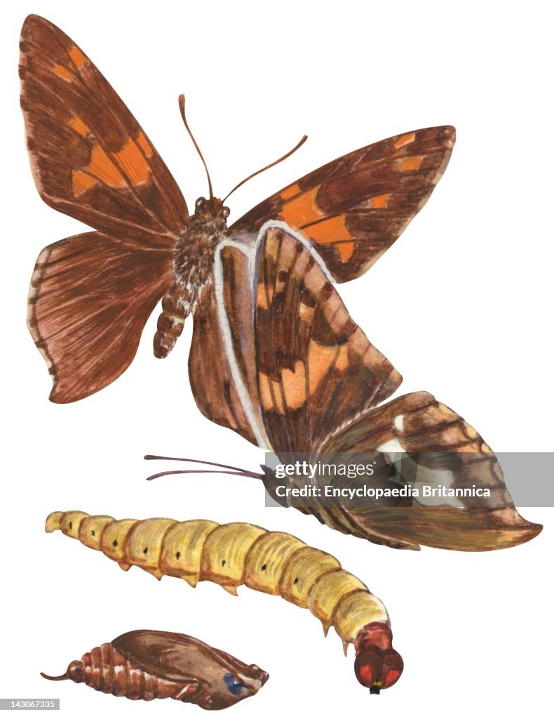 Silver-Spotted Skipper Butterfly