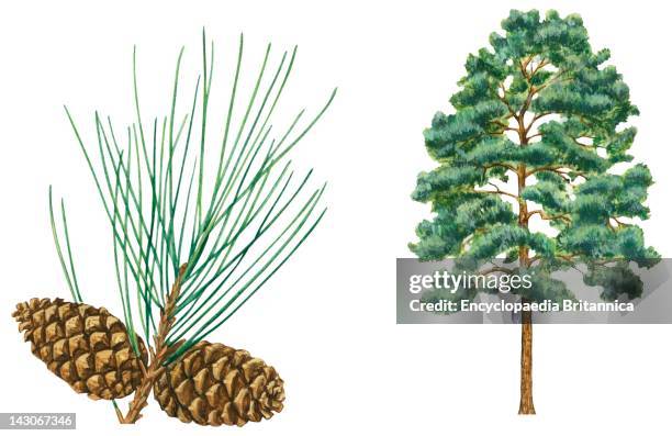 Pinopsida Tree Pinopsida Photos and Premium High Res Pictures - Getty Images