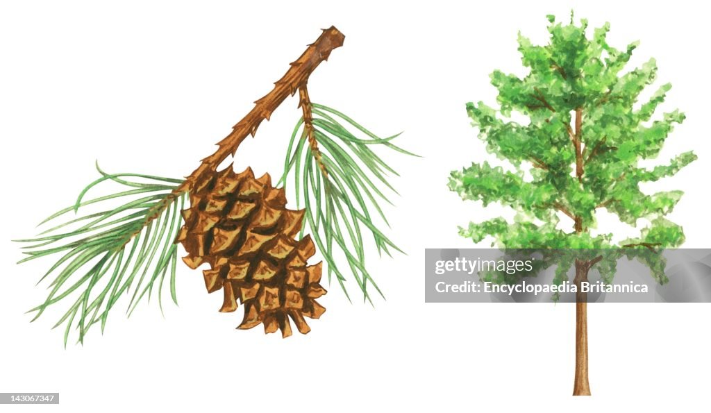 Virginia Pine Tree