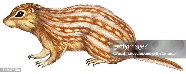 Thirteen-Lined Ground Squirrel, Thirteen-Lined Ground Squirrel .