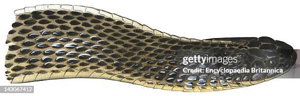 File Snake Size Acrochordidae Photos and Premium High Res Pictures - Getty Images