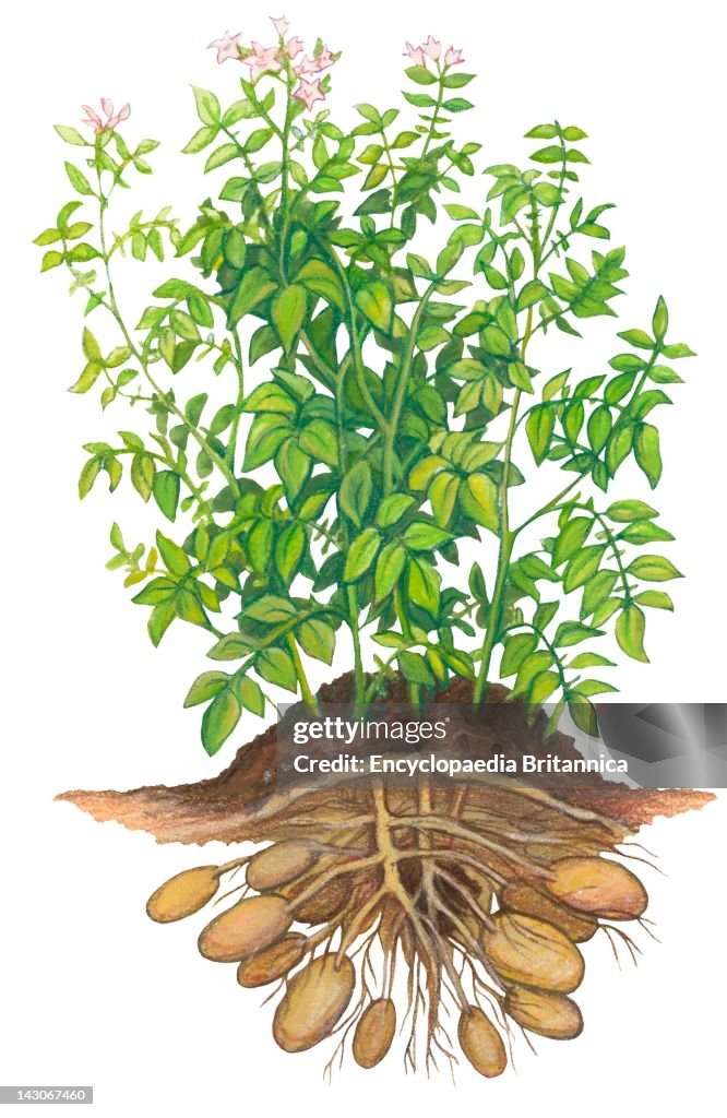 Some Common Potato Varieties