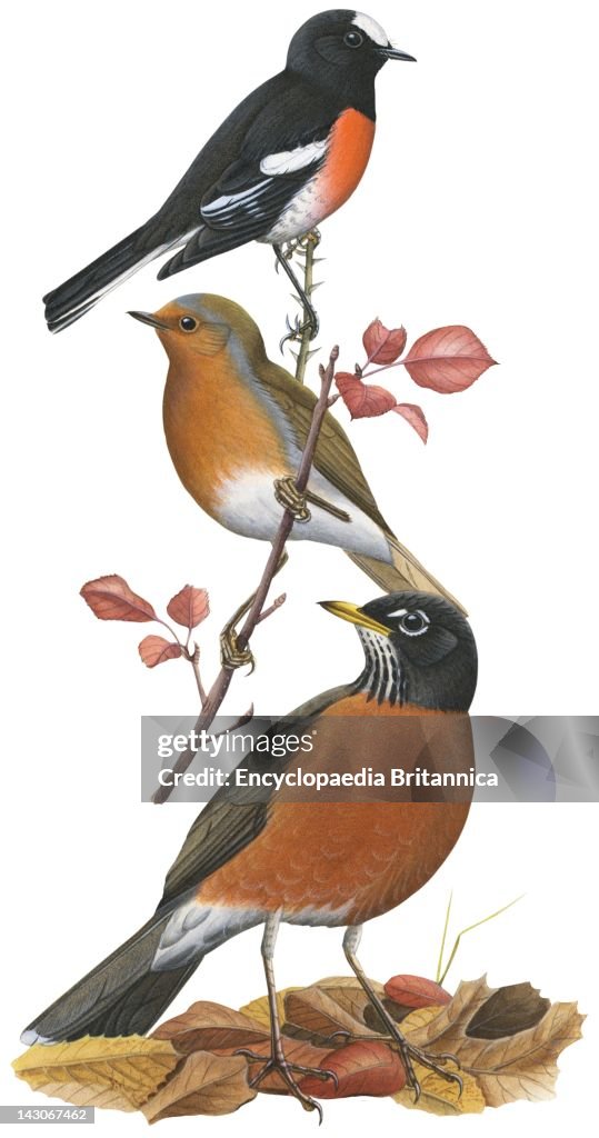 Robin Color Variation Types Of Robins, Three Types Of Robin Birds, From Top To Bottom ...