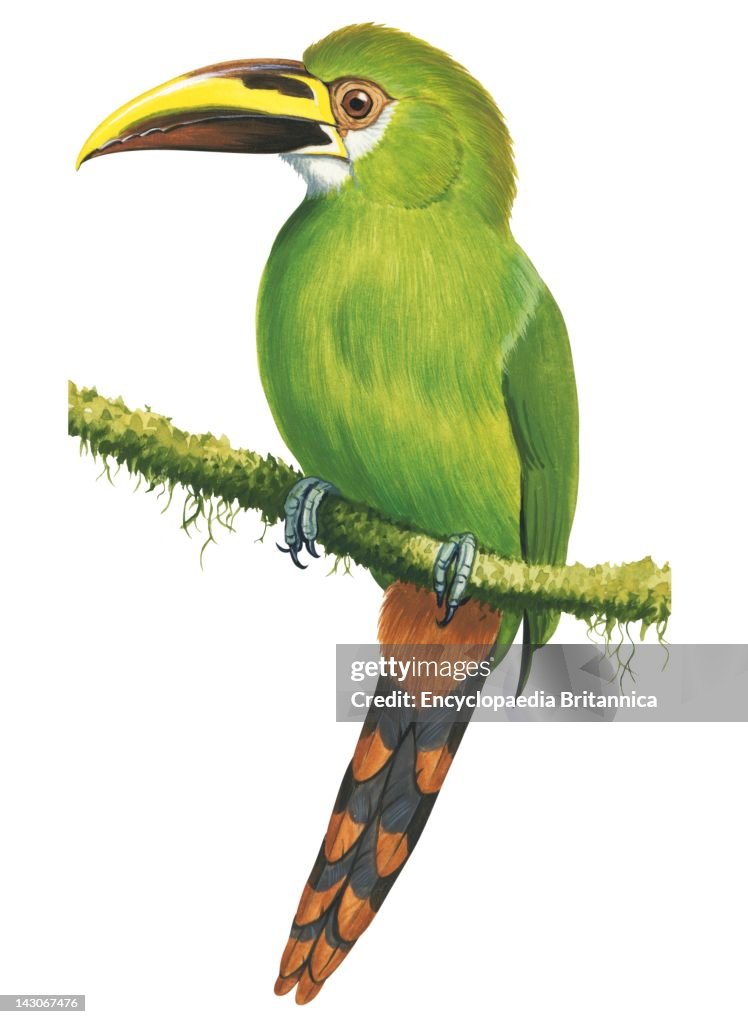 Emerald Toucanet