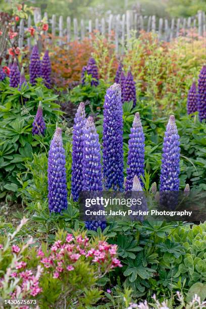 beautiful blue coloured lupin spring flowers in a herbaceous border - lupin stock pictures, royalty-free photos & images