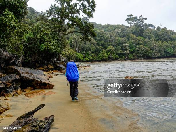 dichter grüner wald. rakiura track, stewart island, neuseeland - stewart island stock-fotos und bilder