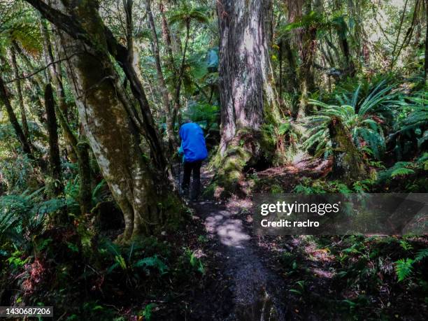 reife backpackerin wandert auf einem nassen, schlammigen weg. rakiura track, stewart island, neuseeland - stewart island stock-fotos und bilder