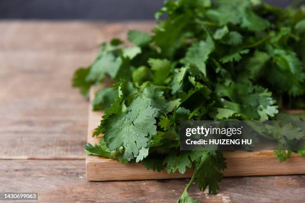 coriander - coentro imagens e fotografias de stock