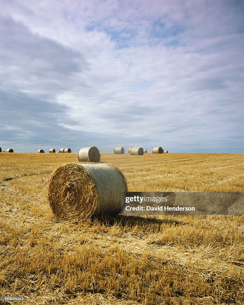 Haybales in field