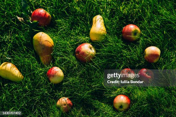 apples and pears on a grass - obstgarten stock-fotos und bilder