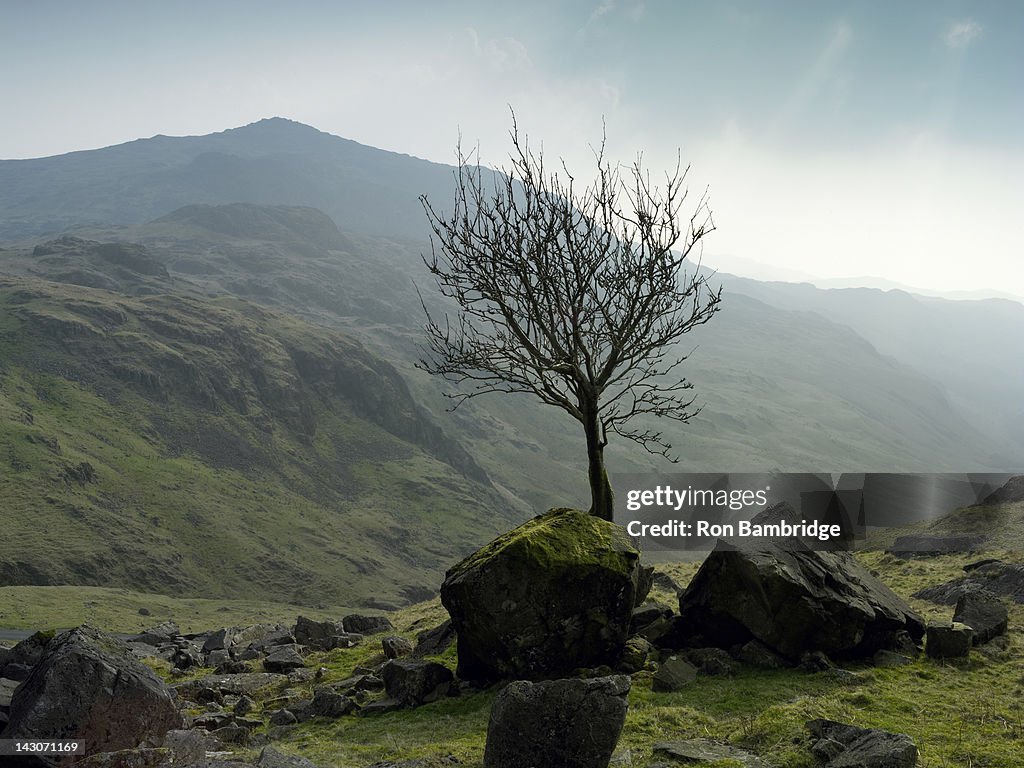 Tree growing in rocky rural landscape