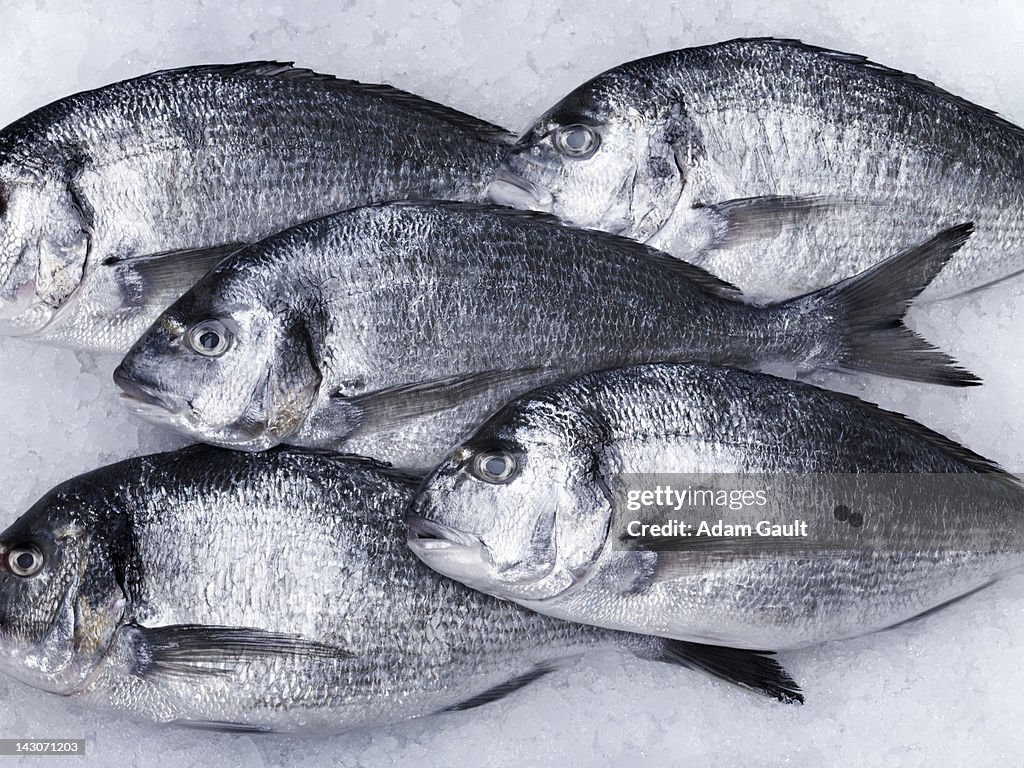 Close up of fish on ice
