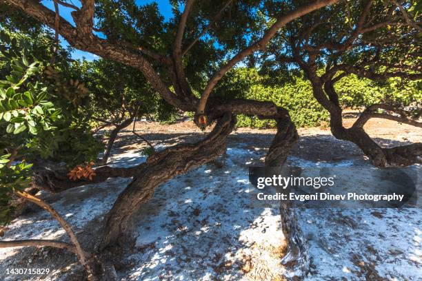 Mastic Color Tree 109 Mastic Trees Stock Photos, High-Res Pictures, and Images - Getty Images