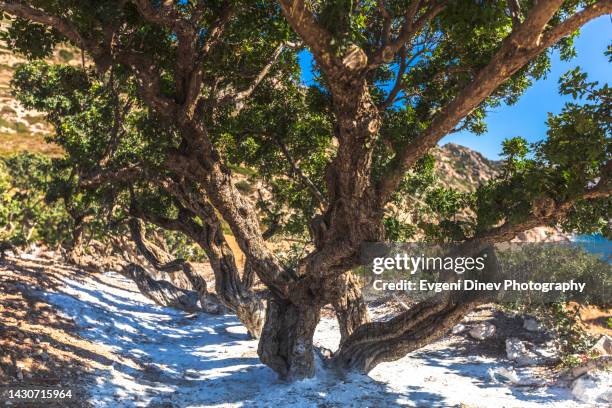 Mastic Color Tree Mastic Trees Photos and Premium High Res Pictures - Getty Images