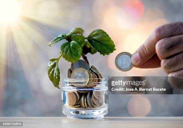 plants that grow in a flower pot with fertilizer of money, coins of the euro-zone  illuminated by rays of sunlight. - eurozone stock pictures, royalty-free photos & images