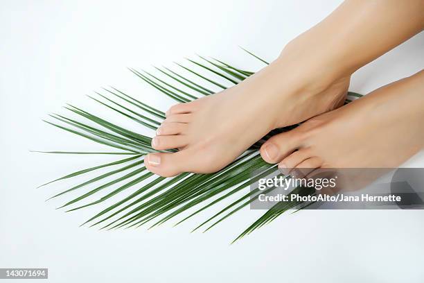 woman's bare feet on palm frond - womens pretty feet stock pictures, royalty-free photos & images