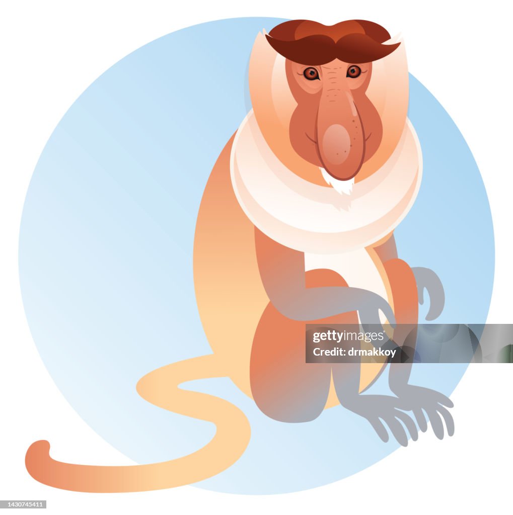 Proboscis Monkey, (Nasalis larvatus)