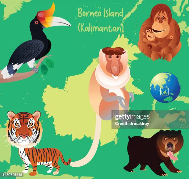 borneo island animals - kalimantan stock illustrations