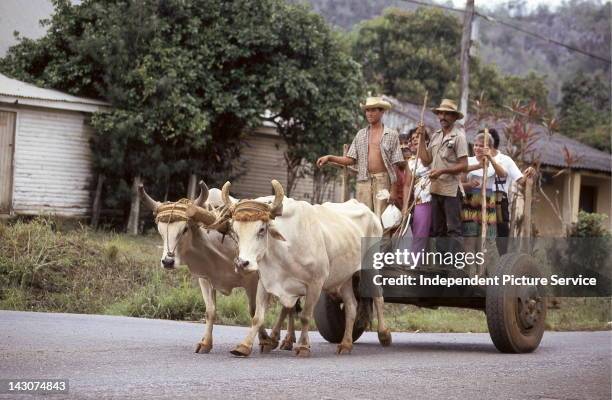 Oxen pulling a cart in Vinales, Pinar del Rio Province, Cuba.