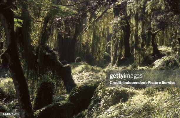 Sierra Del Rosario Biosphere Reserve, Cuba.