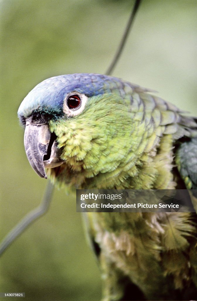 Close-up of a Blue-crowned Mealy Amazon Parrot (Amazona farinosa guatemalae) or Guatemalan Mealy Amazon