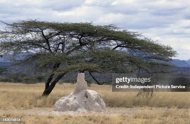 Termite mound and Acacia Tree, Kenya.