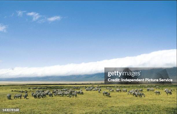 Herd of Zebras in the Ngorongoro Conservation Area, Tanzania.