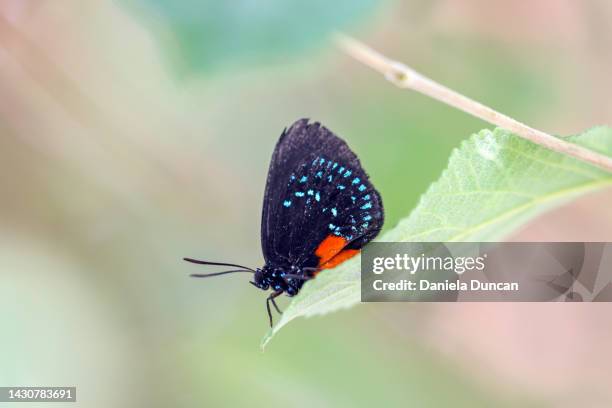 atala butterfly - eumaeus stock pictures, royalty-free photos & images