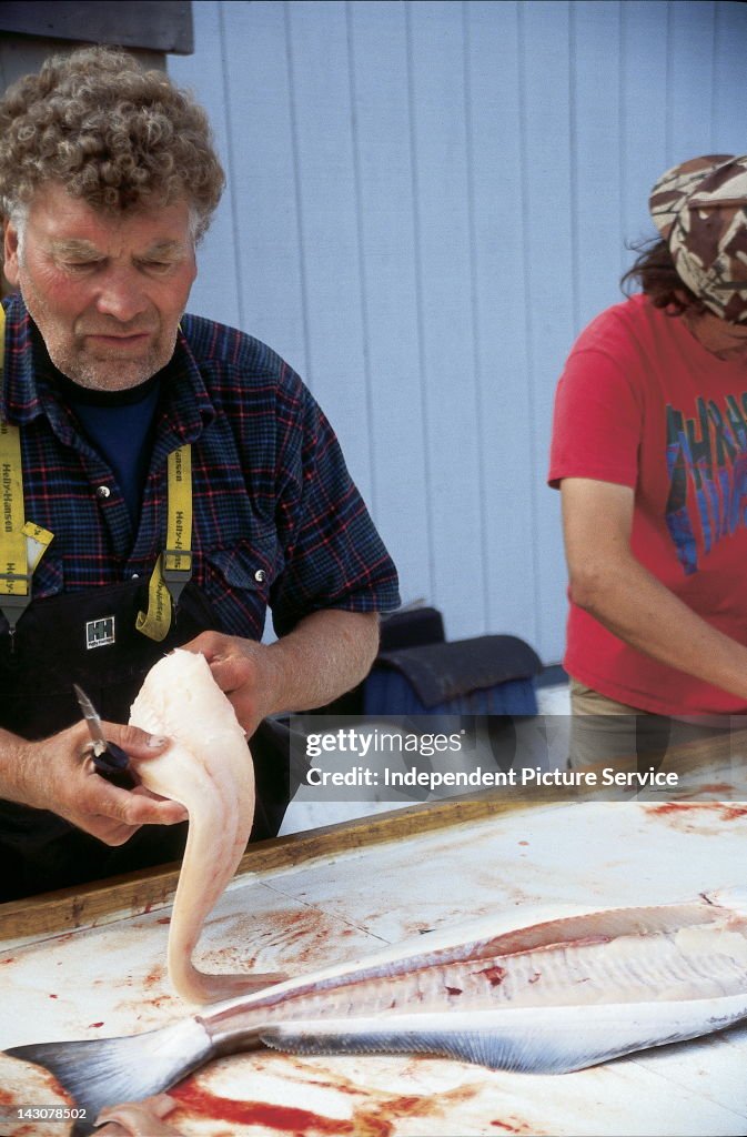 Filleting halibut at the Silver Fox Fishing Charters in Homer