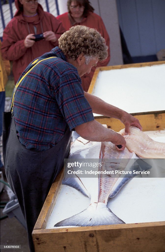 Filleting halibut at the Silver Fox Fishing Charters in Homer