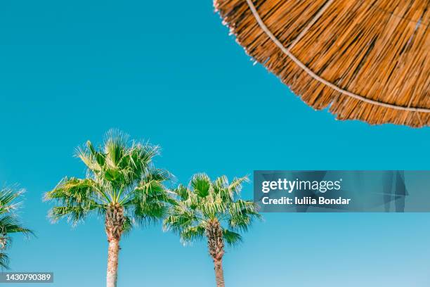 beach bamboo umbrella and palm trees - thatched roof huts stock pictures, royalty-free photos & images