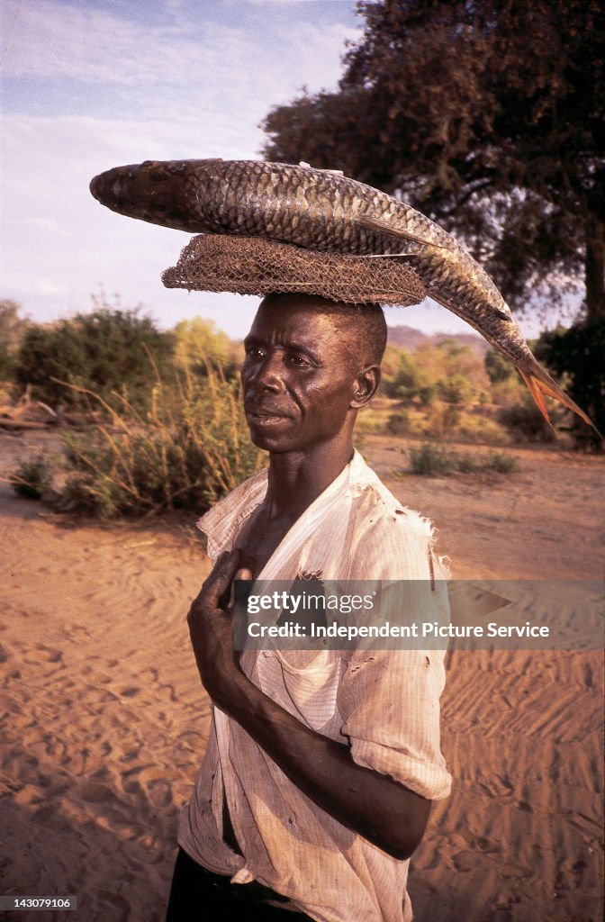 Man balancing a Tiger Fish on his head