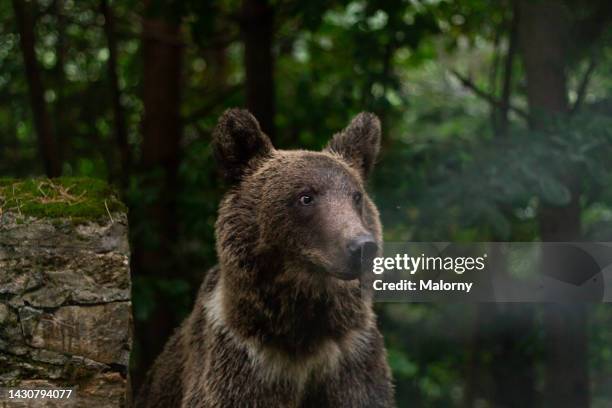 young brown bear in the forest. - romania bear stock pictures, royalty-free photos & images