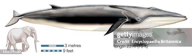 Fin Whale .