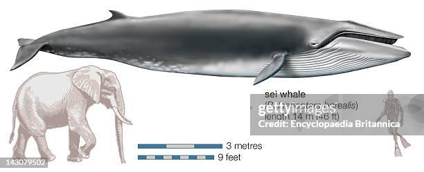 Sei Whale .