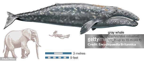 Gray Whale .